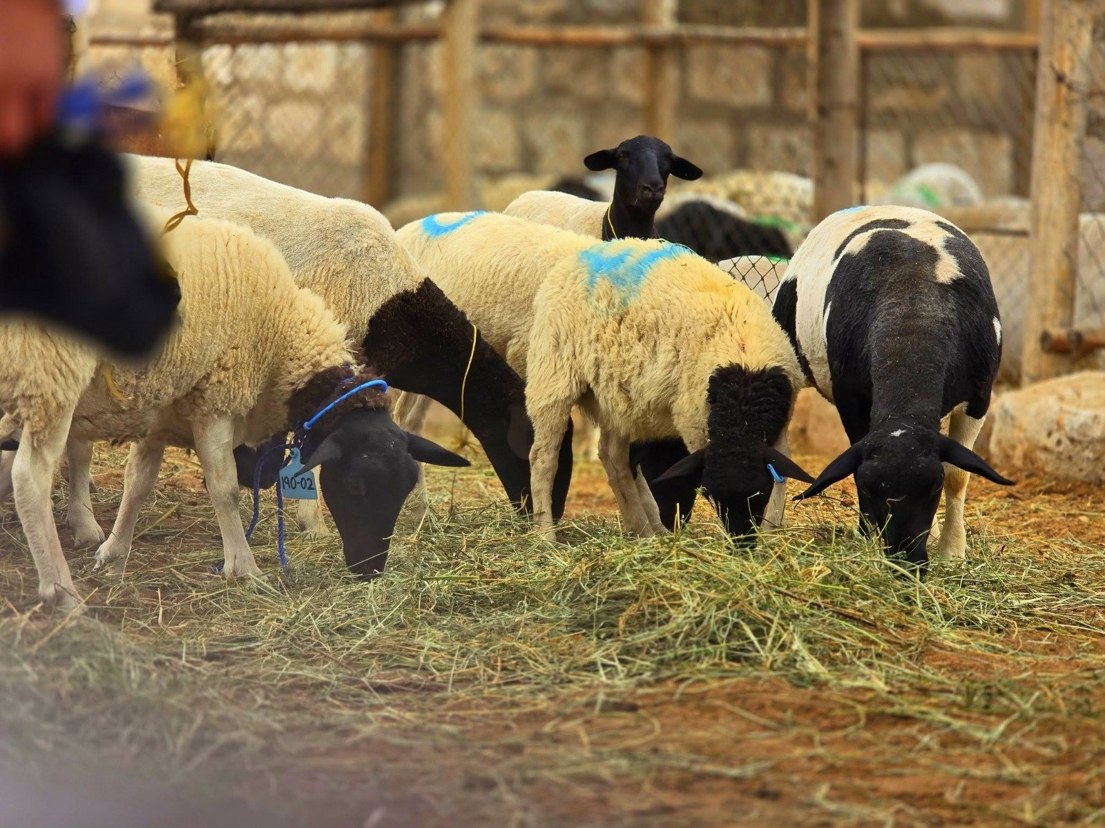 La Joya: impulsan capacitación en mejoramiento genético de ovinos Dorper