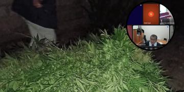 La Joya: Fiscalía logra nueve meses de prisión preventiva para investigado por cultivo de marihuana y tenencia ilegal de armas