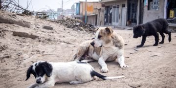 Municipios de Arequipa incumplen registro de perros peligrosos según alerta la Gerencia Regional de Salud