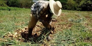 Advierten posibles riesgos agrícolas por incremento de lluvias en Arequipa