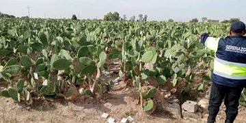 Agricultora denuncia el robo de 50 kilos de cochinilla en sector La Cano