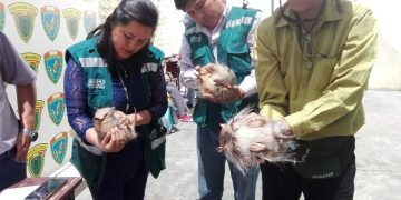 Arequipa: Sanciona a nueve personas por uso ilegal de quirquinchos en rituales de Año Nuevo