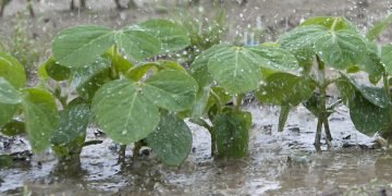 Especialista brinda recomendaciones para agricultores de La Joya y San Camilo