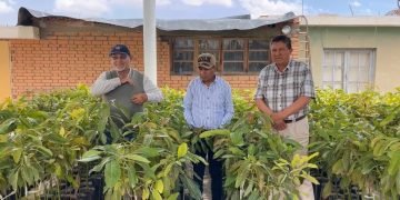 Municipalidad de La Joya entrega más de mil plantones de palta Hass a la Junta de Usuarios La Joya Nueva