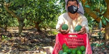 Productores de palta de La Joya participan en rueda de negocios con cinco empresas exportadoras