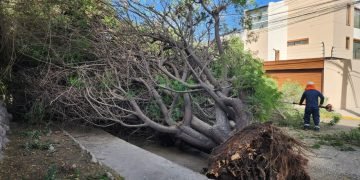 Árbol cae en Vallecito y vecinos denuncian falta de mantenimiento en Arequipa